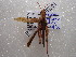  ( - NIBGE ORT-00392)  @13 [ ] CreativeCommons - Attribution Non-Commercial Share-Alike (2011) Muhammad Ashfaq National Institute for Biotechnology and Genetic Engineering Faisalabad Pakistan