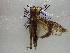  ( - NIBGE ORT-00424)  @13 [ ] CreativeCommons - Attribution Non-Commercial Share-Alike (2011) Muhammad Ashfaq National Institute for Biotechnology and Genetic Engineering Faisalabad Pakistan