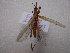  ( - NIBGE ORT-00513)  @13 [ ] CreativeCommons - Attribution Non-Commercial Share-Alike (2011) Muhammad Ashfaq National Institute for Biotechnology and Genetic Engineering Faisalabad Pakistan
