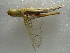  ( - NIBGE ORT-00561)  @13 [ ] CreativeCommons - Attribution Non-Commercial Share-Alike (2011) Muhammad Ashfaq National Institute for Biotechnology and Genetic Engineering Faisalabad Pakistan