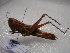  ( - NIBGE ORT-00598)  @13 [ ] CreativeCommons - Attribution Non-Commercial Share-Alike (2011) Muhammad Ashfaq National Institute for Biotechnology and Genetic Engineering Faisalabad Pakistan