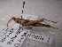  ( - NIBGE ORT-00917)  @14 [ ] CreativeCommons - Attribution Non-Commercial Share-Alike (2012) Muhammad Ashfaq National Institute for Biotechnology and Genetic Engineering Faisalabad Pakistan