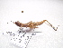  ( - NIBGE ORT-00963)  @13 [ ] CreativeCommons - Attribution Non-Commercial Share-Alike (2012) Muhammad Ashfaq National Institute for Biotechnology and Genetic Engineering Faisalabad Pakistan