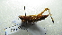  ( - NIBGE ORT-01142)  @13 [ ] CreativeCommons - Attribution Non-Commercial Share-Alike (2012) Muhammad Ashfaq National Institute for Biotechnology and Genetic Engineering Faisalabad Pakistan
