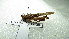 ( - NIBGE ORT-01173)  @13 [ ] CreativeCommons - Attribution Non-Commercial Share-Alike (2012) Muhammad Ashfaq National Institute for Biotechnology and Genetic Engineering Faisalabad Pakistan