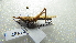  ( - NIBGE ORT-01187)  @13 [ ] CreativeCommons - Attribution Non-Commercial Share-Alike (2012) Muhammad Ashfaq National Institute for Biotechnology and Genetic Engineering Faisalabad Pakistan