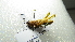  ( - NIBGE ORT-01234)  @13 [ ] CreativeCommons - Attribution Non-Commercial Share-Alike (2012) Muhammad Ashfaq National Institute for Biotechnology and Genetic Engineering Faisalabad Pakistan
