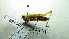  ( - NIBGE ORT-01288)  @13 [ ] CreativeCommons - Attribution Non-Commercial Share-Alike (2012) Muhammad Ashfaq National Institute for Biotechnology and Genetic Engineering Faisalabad Pakistan