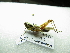  ( - NIBGE ORT-01321)  @12 [ ] CreativeCommons - Attribution Non-Commercial Share-Alike (2012) M. Sajjad Mirza National Institute for Biotechnology and Genetic Engineering Faisalabad Pakistan
