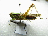  ( - NIBGE ORT-01323)  @13 [ ] CreativeCommons - Attribution Non-Commercial Share-Alike (2012) M. Sajjad Mirza National Institute for Biotechnology and Genetic Engineering Faisalabad Pakistan