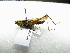  ( - NIBGE ORT-01325)  @13 [ ] CreativeCommons - Attribution Non-Commercial Share-Alike (2012) M. Sajjad Mirza National Institute for Biotechnology and Genetic Engineering Faisalabad Pakistan
