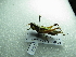  ( - NIBGE ORT-01327)  @13 [ ] CreativeCommons - Attribution Non-Commercial Share-Alike (2012) M. Sajjad Mirza National Institute for Biotechnology and Genetic Engineering Faisalabad Pakistan