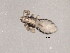  (Pediculus humanus_A - EGY PTH-0062)  @13 [ ] CreativeCommons - Attribution (2013) Muhammad Ashfaq Centre for Biodiversity Genomics