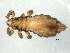  (Pediculus humanus_D - NIBGE PTH-00736)  @14 [ ] CreativeCommons - Attribution (2013) Muhammad Ashfaq Centre for Biodiversity Genomics