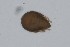  (Limnozetes - MARB_UIB_1372)  @11 [ ] copyright (2023) Bergen Museum Bergen Museum