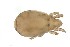  ( - MARB_UIB_1448)  @11 [ ] copyright (2023) Bergen Museum Bergen Museum