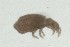  (Tyrphonothrus - MARB_UIB_1487)  @11 [ ] copyright (2023) Bergen Museum Bergen Museum