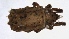  (Camisia sp. AS1 - MARB_UIB_256)  @11 [ ] copyright (2021) Bergen Museum Bergen Museum