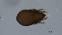  ( - MARB_UIB_274)  @11 [ ] copyright (2021) Bergen Museum Bergen Museum