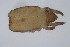  ( - MARB_UIB_331)  @11 [ ] copyright (2021) Bergen Museum Bergen Museum