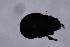  ( - MARB_UIB_445)  @11 [ ] copyright (2021) Bergen Museum Bergen Museum