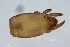  ( - MARB_UIB_466)  @11 [ ] copyright (2018) Bergen Museum Bergen Museum