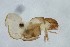  ( - MARB_UIB_488)  @11 [ ] copyright (2018) Bergen Museum Bergen Museum