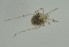  ( - MARB_UIB_915)  @11 [ ] copyright (2023) Bergen Museum Bergen Museum
