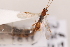  ( - MRS1018)  @11 [ ] CreativeCommons - Attribution Share-Alike (2020) Unspecified Canadian National Collection of Insects, Arachnids and Nematodes