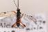  (Aleiodes sp. B4 - MRS1019)  @11 [ ] CreativeCommons - Attribution Share-Alike (2020) Unspecified Canadian National Collection of Insects, Arachnids and Nematodes