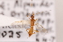  (Aleiodes sp. M13 - MRS1035)  @11 [ ] CreativeCommons - Attribution Share-Alike (2020) Unspecified Canadian National Collection of Insects, Arachnids and Nematodes