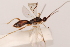  (Aleiodes seriatus - MRS1046)  @13 [ ] CreativeCommons - Attribution Share-Alike (2020) Unspecified Canadian National Collection of Insects, Arachnids and Nematodes