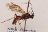  ( - MRS1050)  @11 [ ] CreativeCommons - Attribution Share-Alike (2020) Unspecified Canadian National Collection of Insects, Arachnids and Nematodes