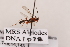  ( - MRS1078)  @11 [ ] CreativeCommons - Attribution Share-Alike (2020) Unspecified Canadian National Collection of Insects, Arachnids and Nematodes