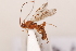  ( - MRS1085)  @11 [ ] CreativeCommons - Attribution Share-Alike (2020) Unspecified Canadian National Collection of Insects, Arachnids and Nematodes