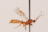  (Aleiodes compressor - MRS1101)  @11 [ ] CreativeCommons - Attribution Share-Alike (2023) Unspecified Canadian National Collection of Insects, Arachnids and Nematodes