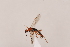  ( - MRS1123)  @11 [ ] CreativeCommons - Attribution Share-Alike (2023) Unspecified Canadian National Collection of Insects, Arachnids and Nematodes