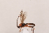  (Aleiodes cf. alternator - MRS1133)  @11 [ ] CreativeCommons - Attribution Share-Alike (2023) Unspecified Canadian National Collection of Insects, Arachnids and Nematodes