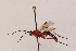 (Aleiodes quadrum - MRS1138)  @11 [ ] CreativeCommons - Attribution Share-Alike (2023) Unspecified Canadian National Collection of Insects, Arachnids and Nematodes