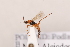  (Aleiodes cf. puncipes - MRS1090)  @11 [ ] CreativeCommons - Attribution Share-Alike (2022) Unspecified Redeemer University