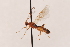  (Aleiodes cf. bicolor - MRS1094)  @11 [ ] CreativeCommons - Attribution Share-Alike (2022) Unspecified Redeemer University