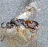  ( - MRS_JFT0915)  @11 [ ] CreativeCommons - Attribution Share-Alike (2022) Unspecified Canadian National Collection of Insects, Arachnids and Nematodes