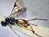  ( - CNC1179954)  @11 [ ] CreativeCommons - Attribution Share-Alike (2023) Unspecified Canadian National Collection of Insects, Arachnids and Nematodes