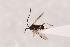  (Microplitis cf. mediator - MRS_JFT1018)  @11 [ ] CreativeCommons - Attribution Share-Alike (2023) Unspecified Canadian National Collection of Insects, Arachnids and Nematodes