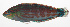  ( - MARQ-028)  @11 [ ] CreativeCommons  Attribution Non-Commercial (by-nc) (2011) Unspecified Smithsonian Institution National Museum of Natural History