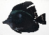  ( - MARQ-064)  @11 [ ] CreativeCommons  Attribution Non-Commercial (by-nc) (2011) Unspecified Smithsonian Institution National Museum of Natural History