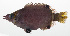  ( - MARQ-070)  @11 [ ] CreativeCommons  Attribution Non-Commercial (by-nc) (2011) Unspecified Smithsonian Institution National Museum of Natural History
