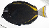  ( - MARQ-102)  @11 [ ] CreativeCommons  Attribution Non-Commercial (by-nc) (2011) Unspecified Smithsonian Institution National Museum of Natural History