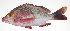  ( - MARQ-112)  @11 [ ] CreativeCommons  Attribution Non-Commercial (by-nc) (2011) Unspecified Smithsonian Institution National Museum of Natural History