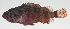  ( - MARQ-127)  @11 [ ] CreativeCommons  Attribution Non-Commercial (by-nc) (2011) Unspecified Smithsonian Institution National Museum of Natural History